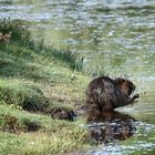 c'est l'heure de la toilette !