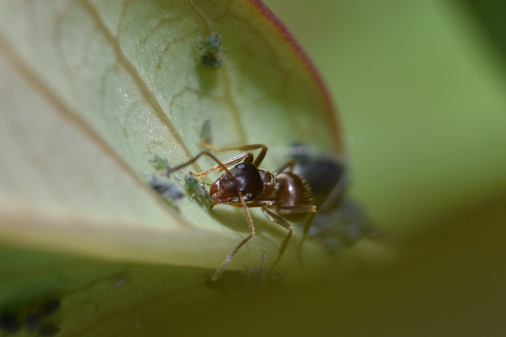 C'est l'heure de la traite.... Elevage bio garanti !