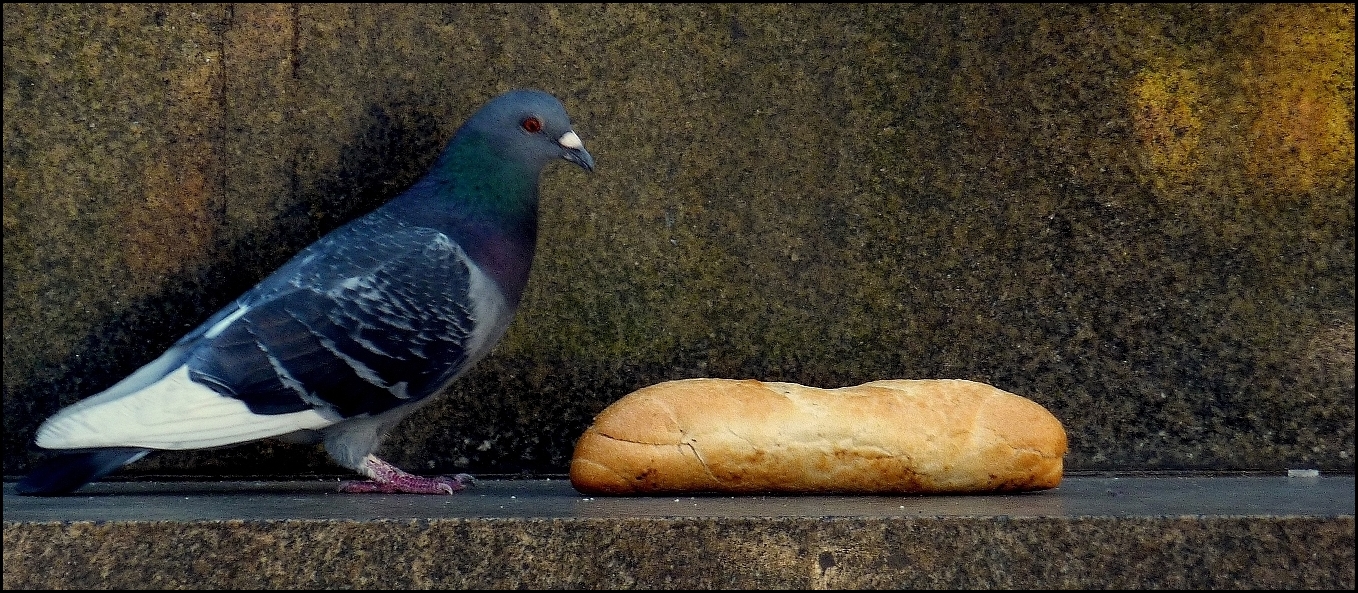 C'est l'heure du "casse-croûte" !!!!