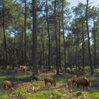 C’est l’heure du dîner dans la forêt des Landes