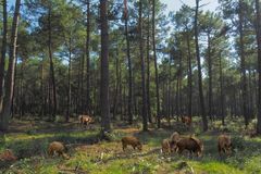 C’est l’heure du dîner dans la forêt des Landes