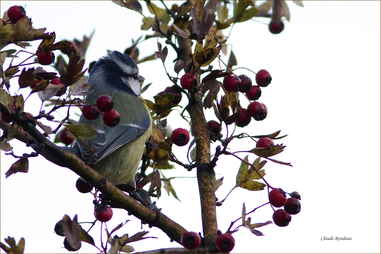 C'est l'heure du petit déjeuner pour cette mésange bleue!