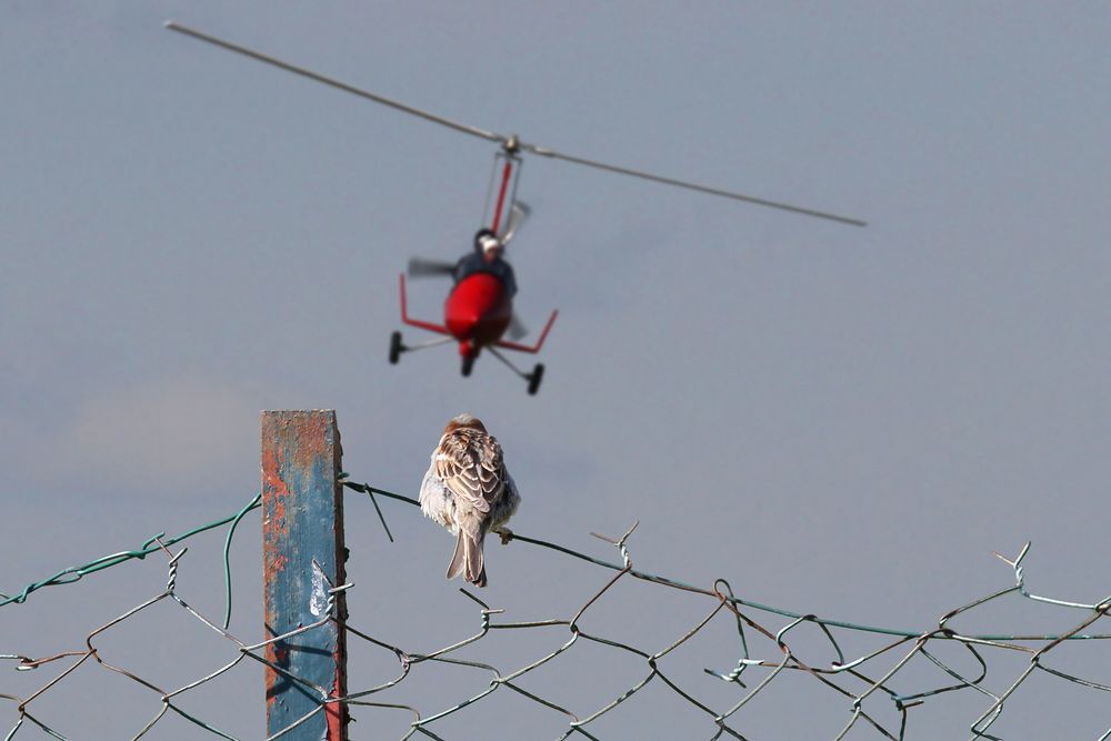 C'est l'histoire d'un moineau qui regardait passer les avions... et rêvait de voler