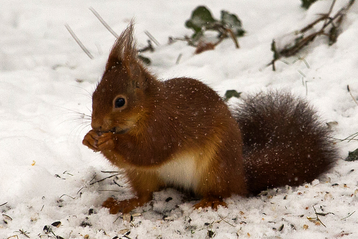 C'est l'hiver