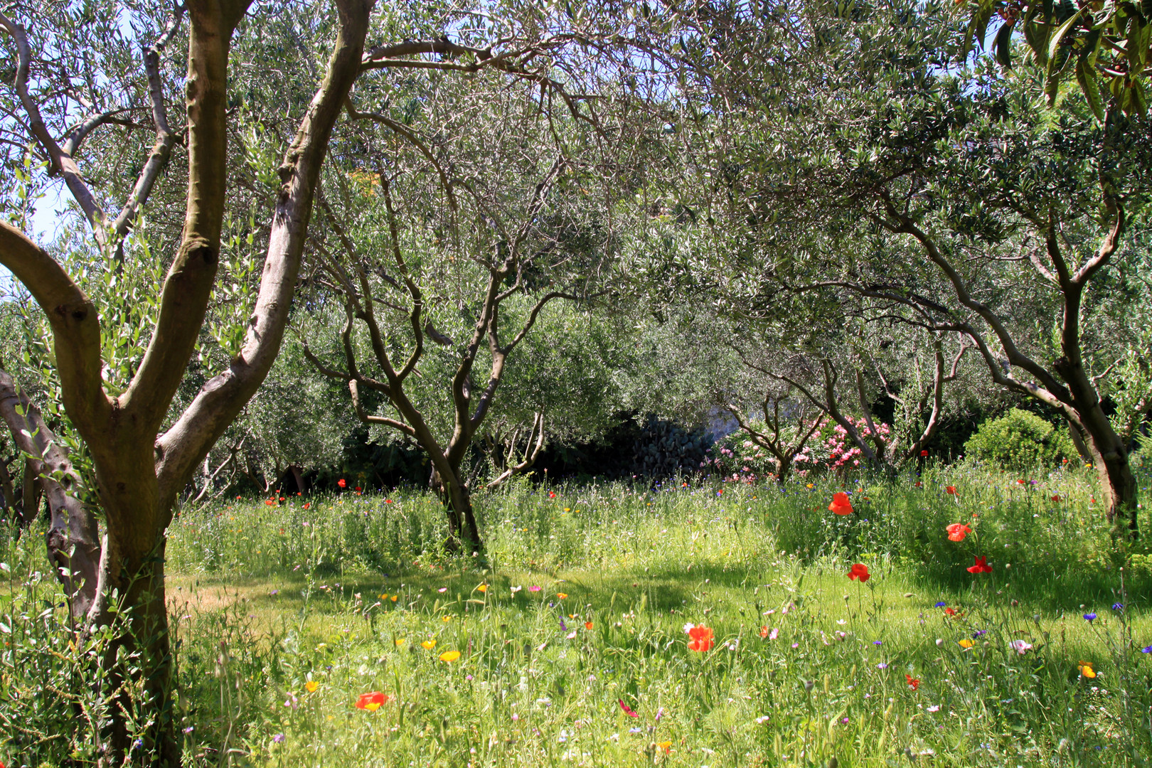 C`est magnifique la Provence !