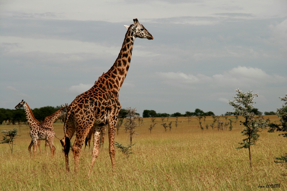 C'est moi la plus grande de la Savane Africaine.