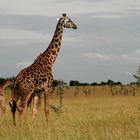 C'est moi la plus grande de la Savane Africaine.