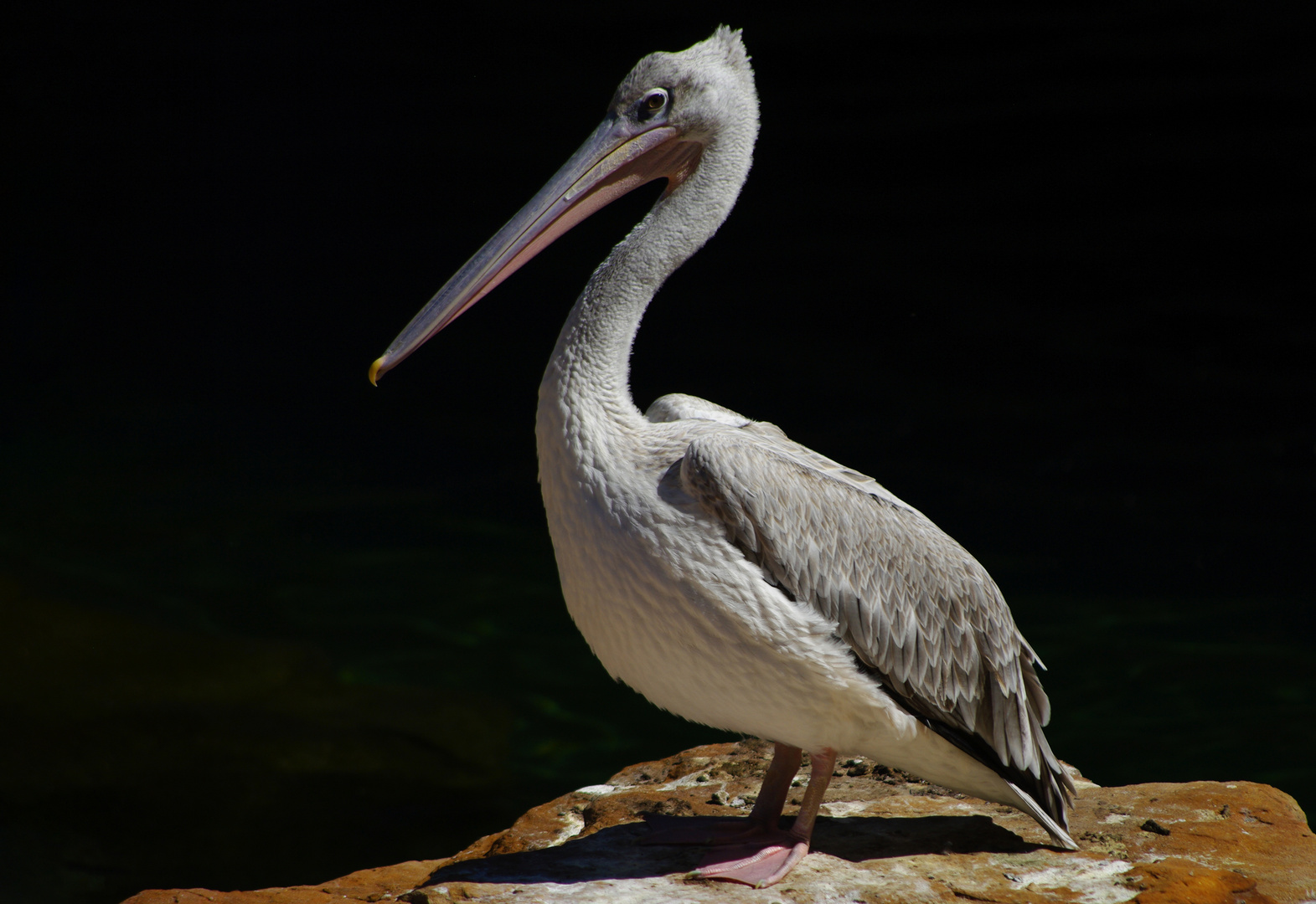 C'est moi la star ! (Pelecanus rufescens, pélican gris)