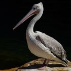 C'est moi la star ! (Pelecanus rufescens, pélican gris)