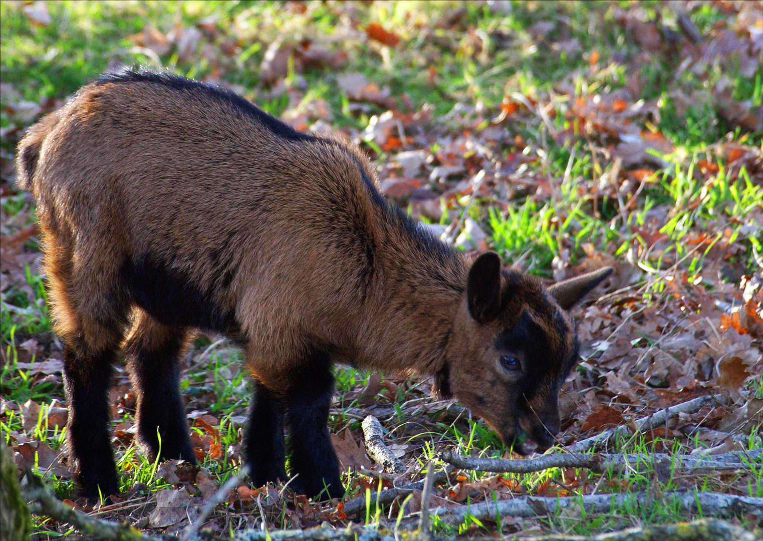 C’est moi le frère du chevreau clair... - Ich bin der Bruder des hellen Kitzchens...