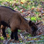 C’est moi le frère du chevreau clair... - Ich bin der Bruder des hellen Kitzchens...