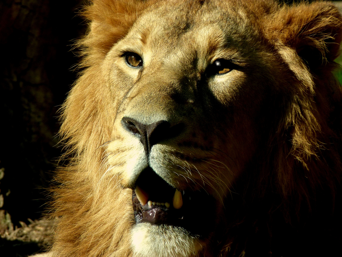 c'est moi siba c'est moi le roi du royaume animal