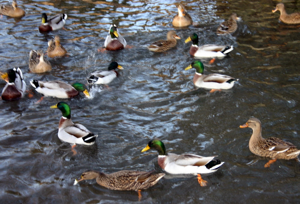 c'est noel.....c'est la danse des canards...!