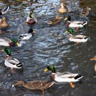 c'est noel.....c'est la danse des canards...!