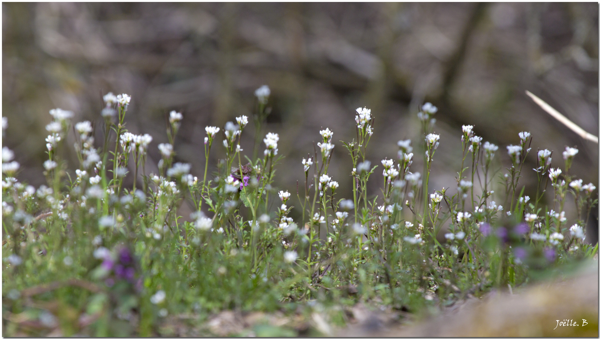 c'est parmi les fleurs que j'ai appris à aimer !