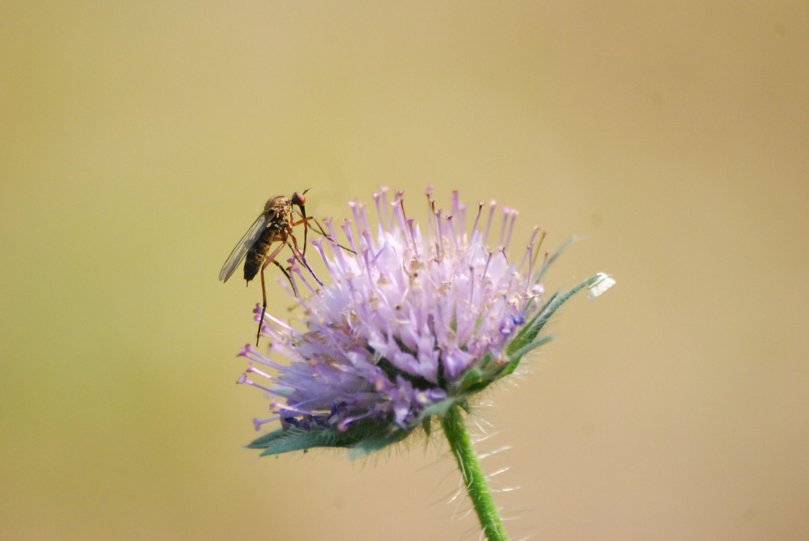 C´est quoi ca comme insecte ?