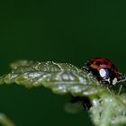 C'est quoi, ce gros truc rouge!!!