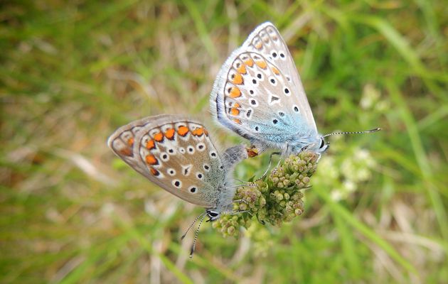 C'est toujours le printemps