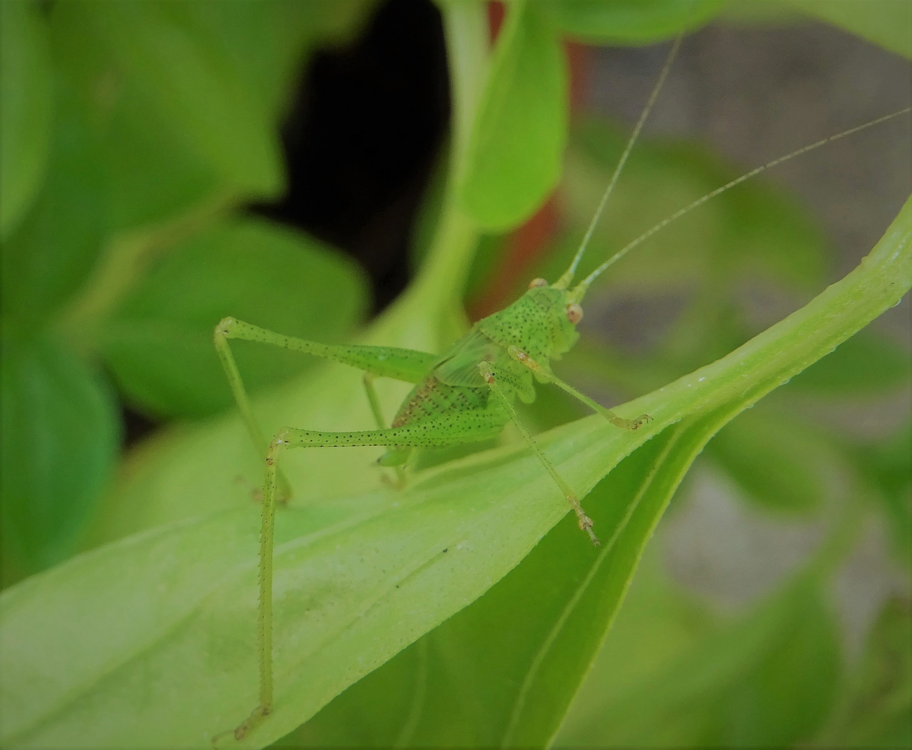 C'est tout vert ! 