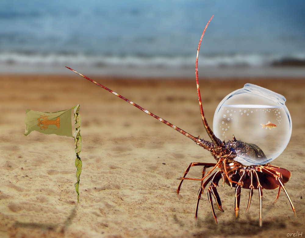 "C'est un petit pas pour la langouste, mais un bond de géant pour les crustacés !"