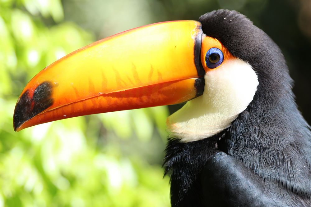 c'est un roc, un pic, un cap ! photo et image animaux, zoo et animaux en captivité, animaux en c'est un roc, un pic, un cap ! photo et image animaux, zoo et animaux en captivité, animaux en