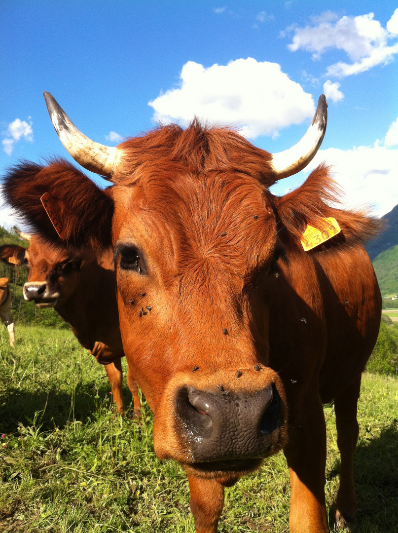 C'est Vache !