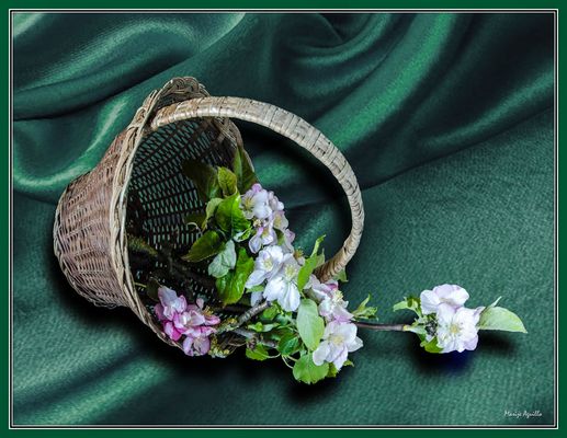Cesto de flores de manzano