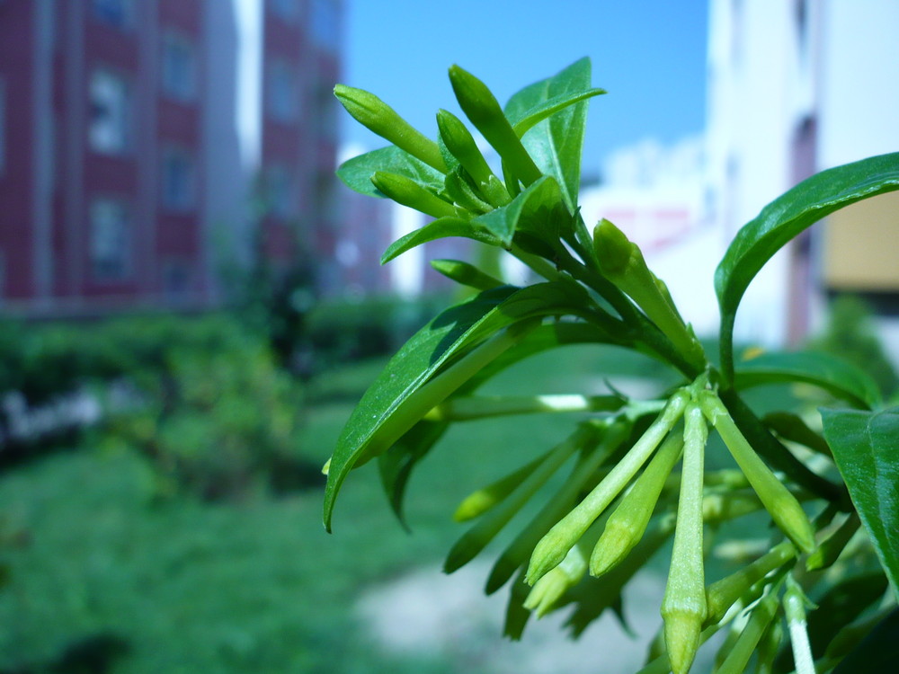 Cestrum nocturnum