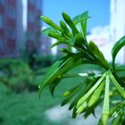 Cestrum nocturnum