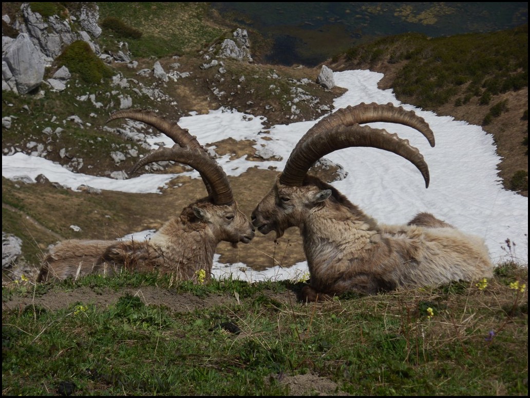 cet après-midi au col de Bise 1