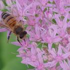 Cet après midi au jardin .....