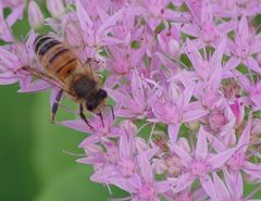 Cet après midi au jardin .....