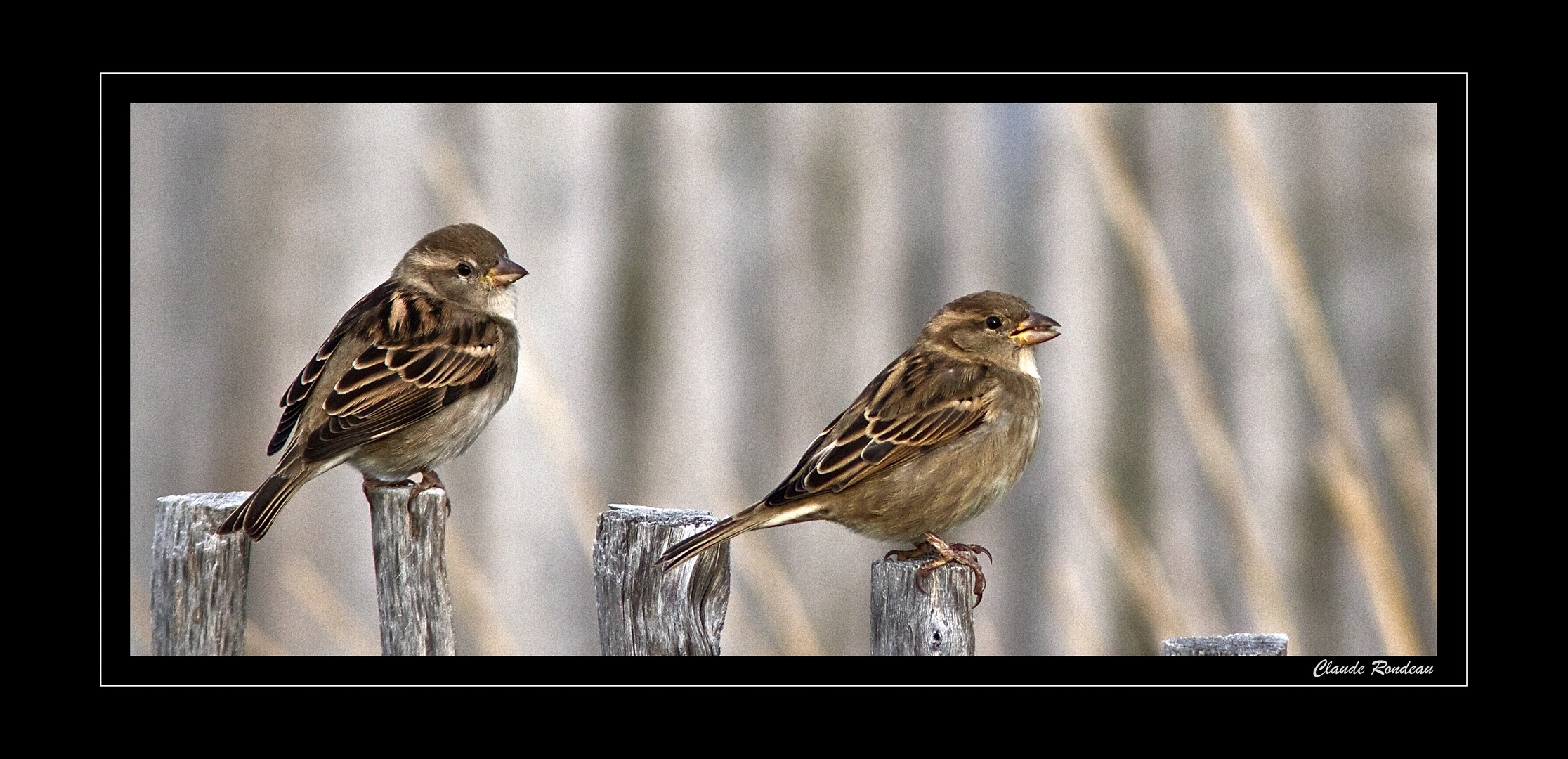 Cet oiseau commun tant délaissé par les photographes!