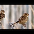 Cet oiseau commun tant délaissé par les photographes!