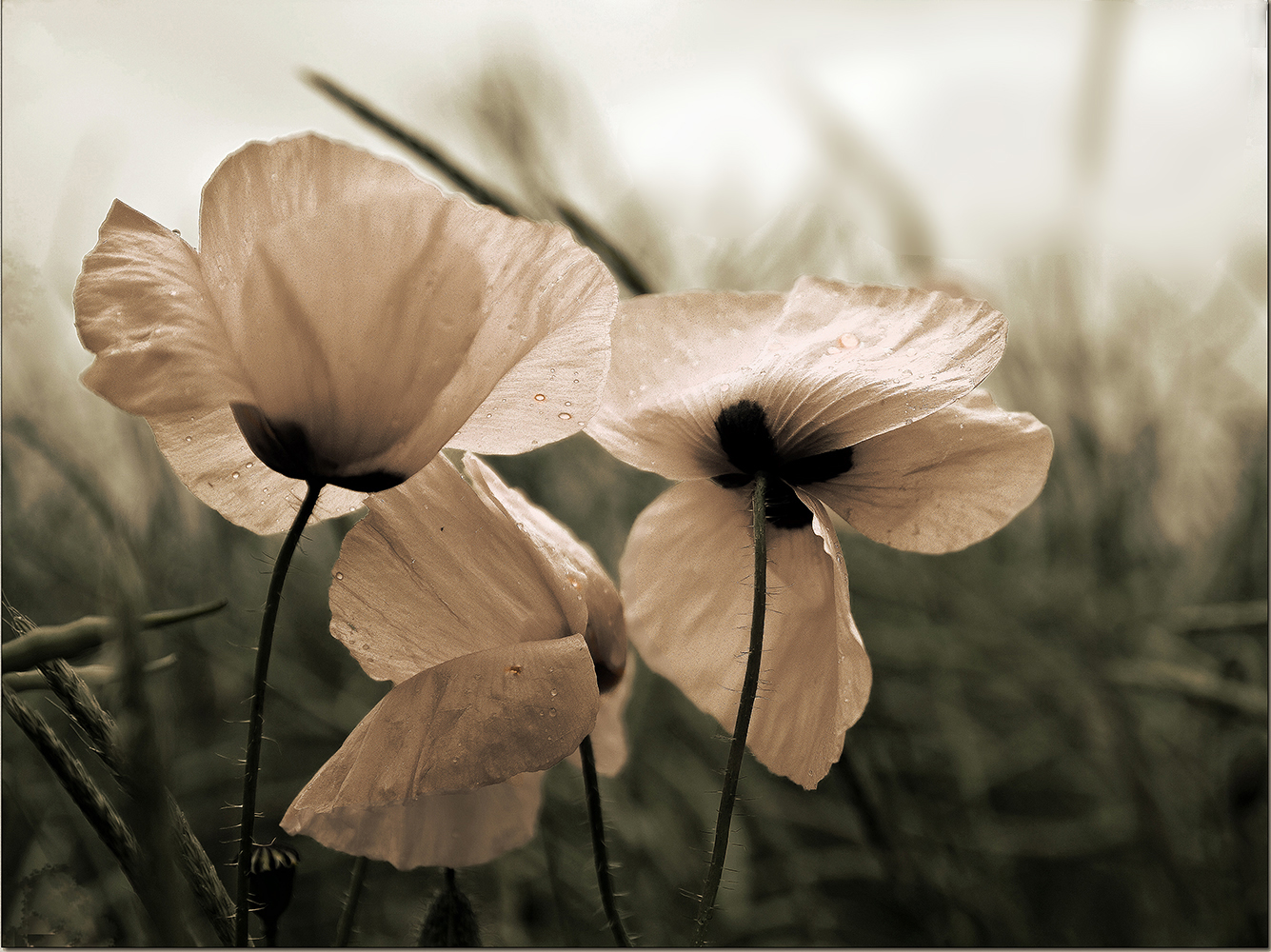 C'était au temps des coquelicots