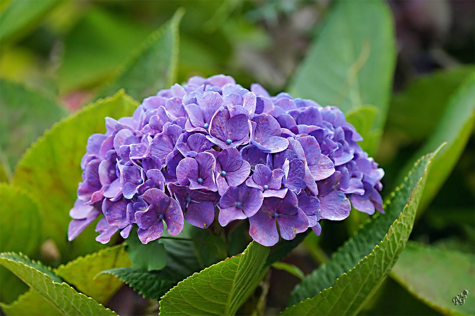 C'était dans mon jardin ...