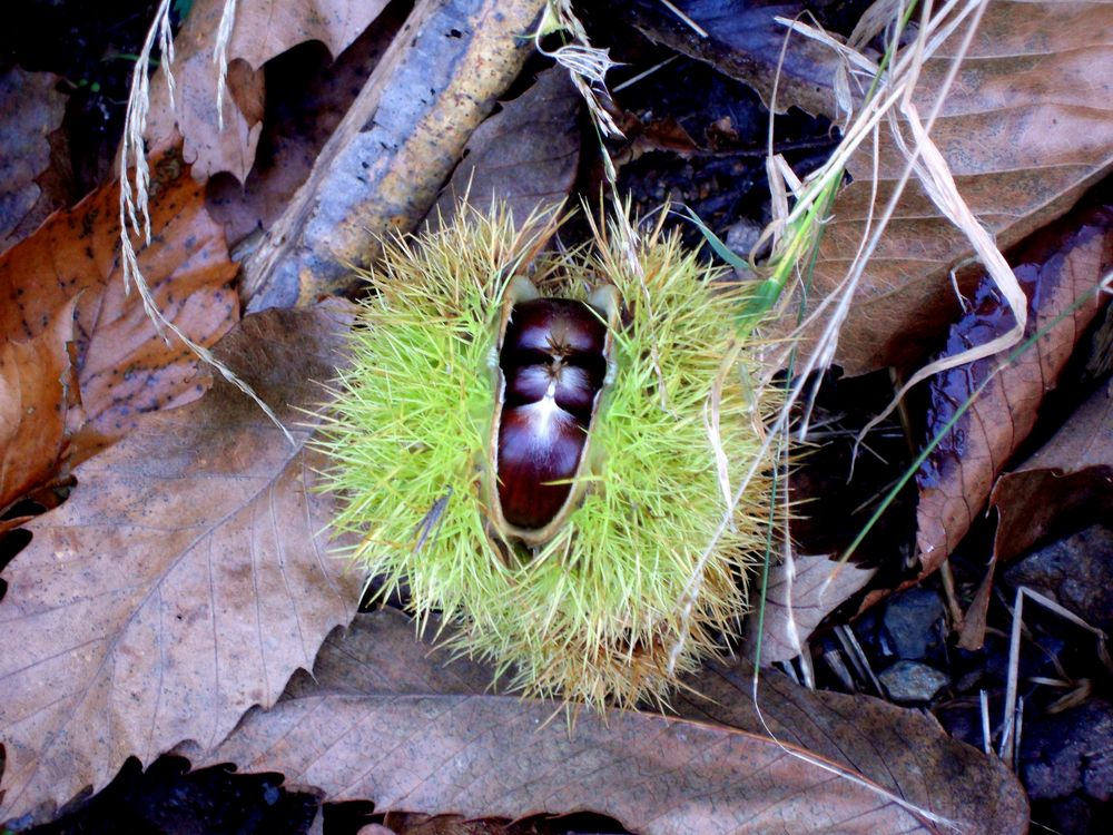 c'était l'automne .....