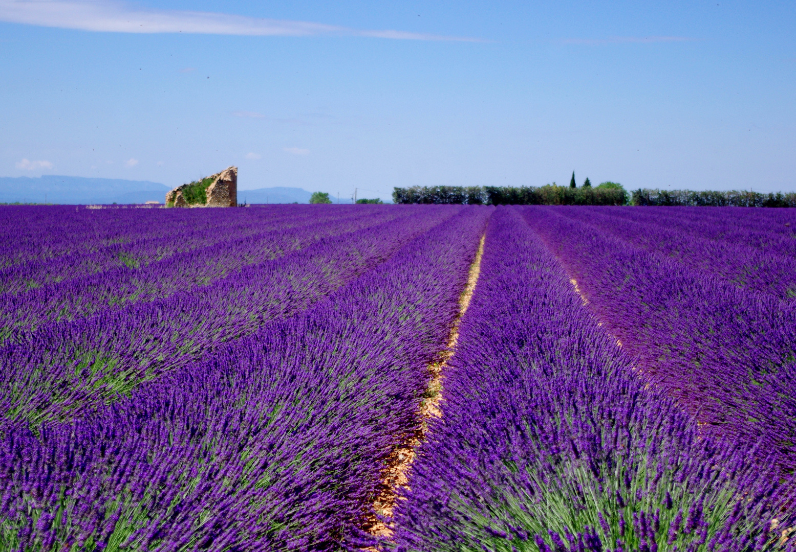 C'était l'été à Valensole .....