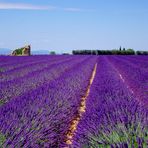 C'était l'été à Valensole .....