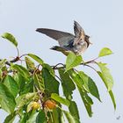 C'était l'heure de la becquée ...pour l'hirondelle