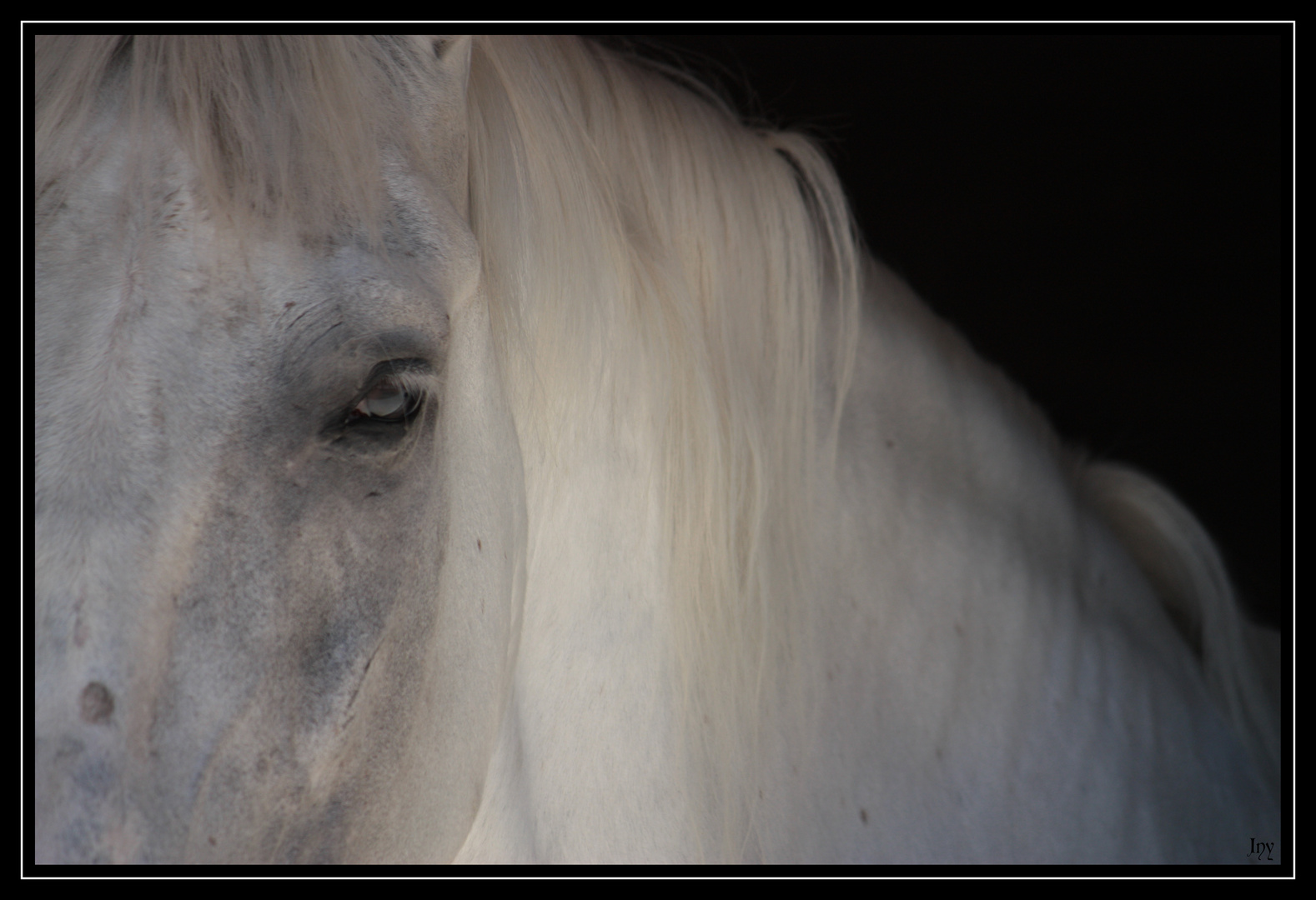 C'était un cheval blanc...