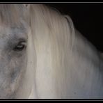 C'était un cheval blanc...