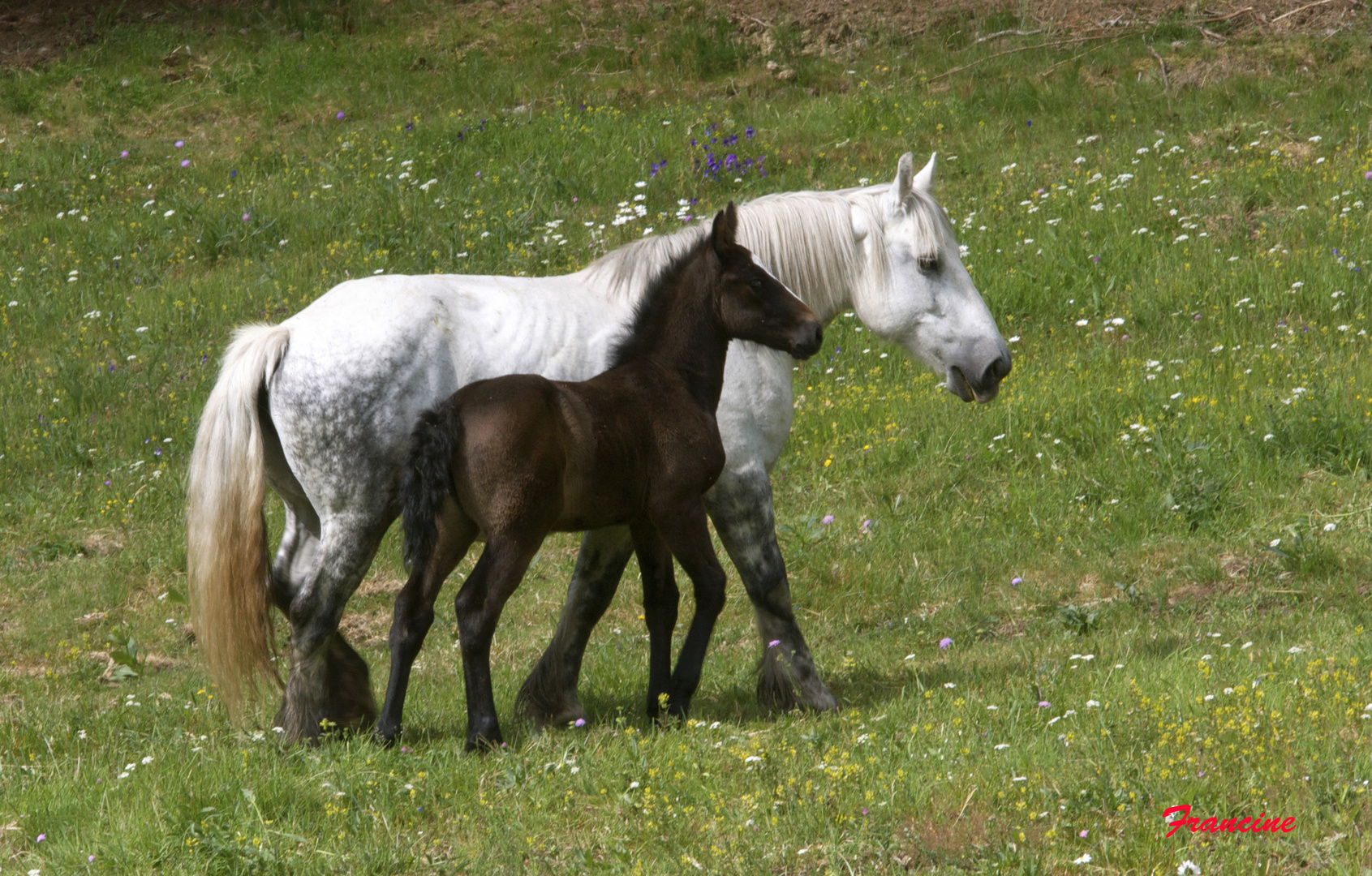 C'était un cheval blanc ...