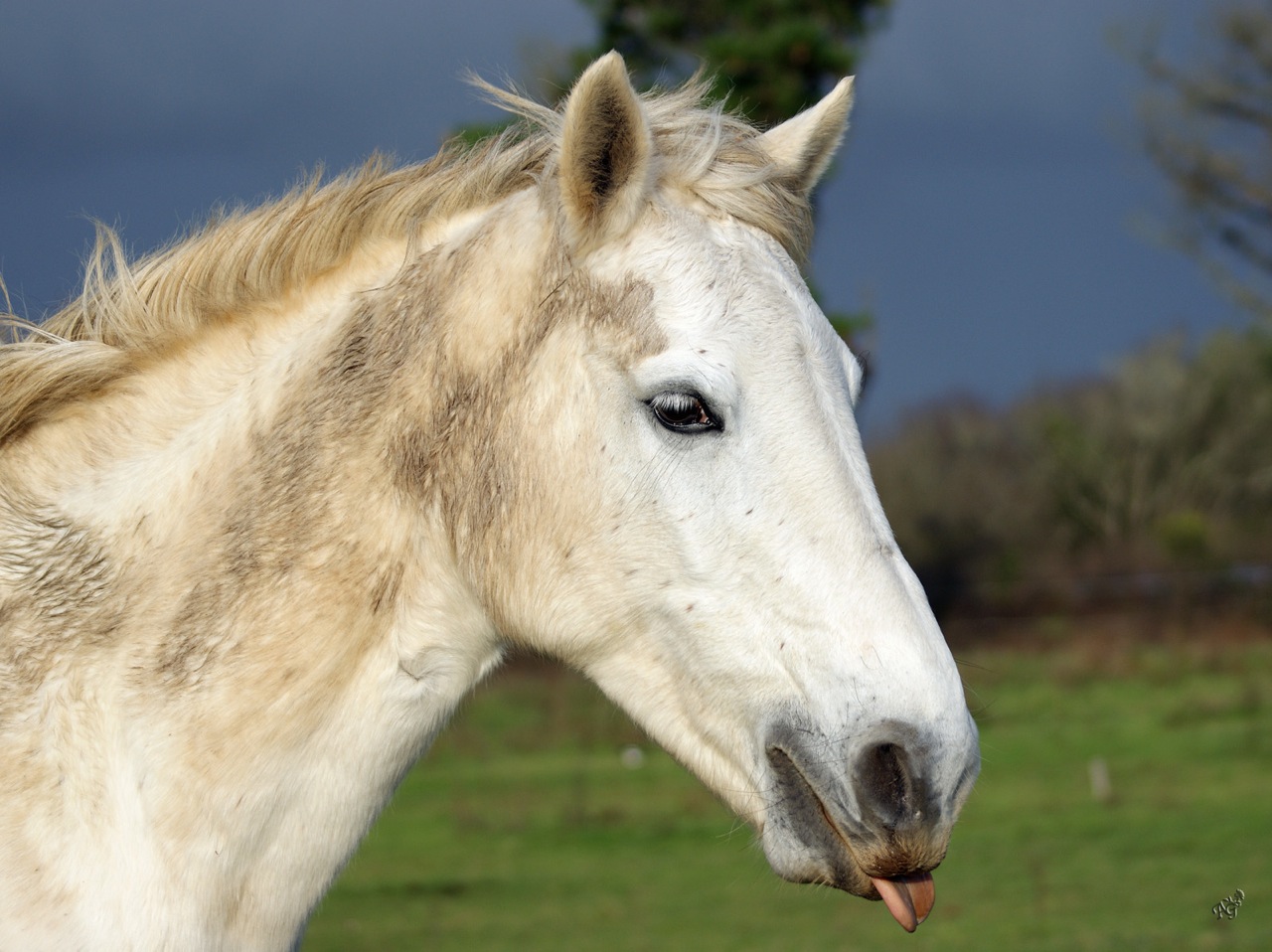 C'était un cheval blanc .... il s'appelait .......