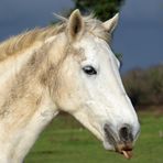 C'était un cheval blanc .... il s'appelait .......