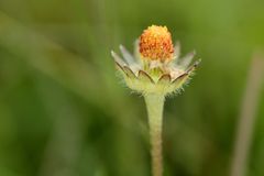 C'était une fleur !!!