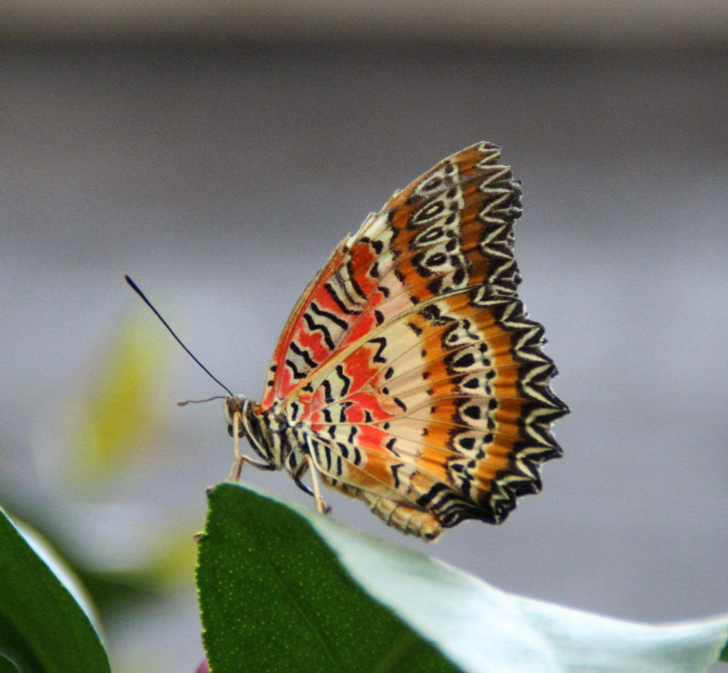  Cethiosa biblis- Bortenfalter