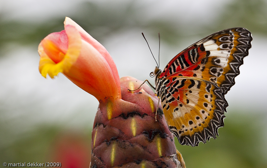 Cethosia biblis (2)