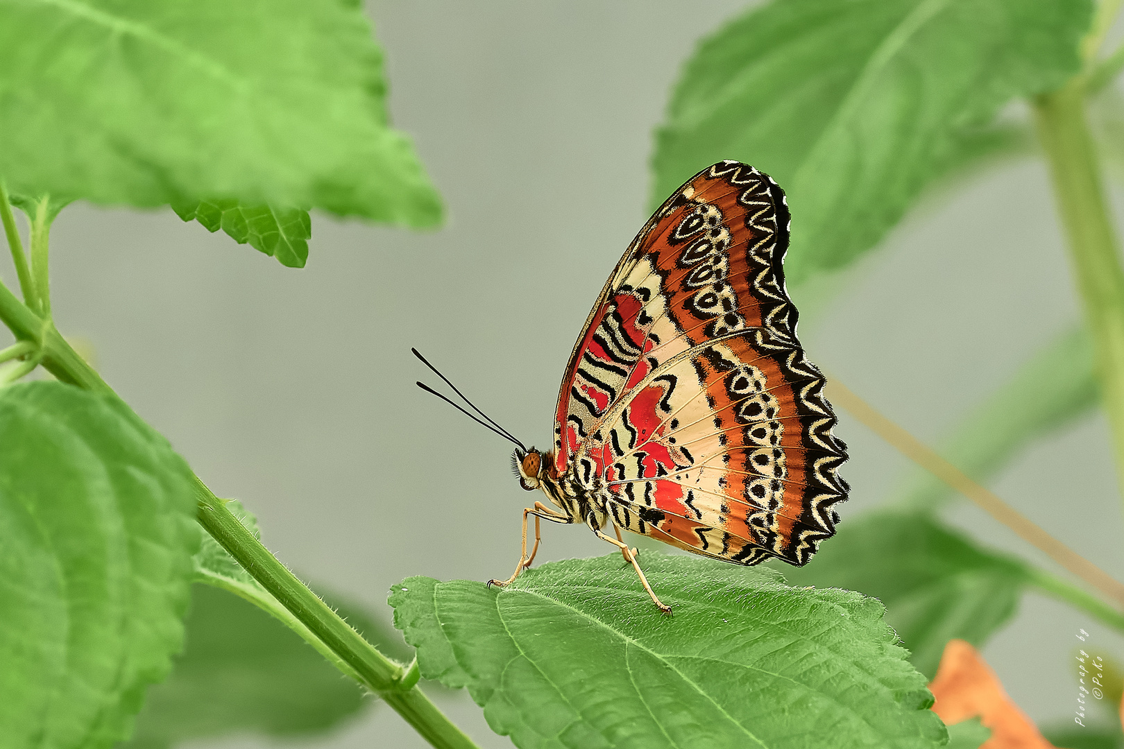 Cethosia biblis