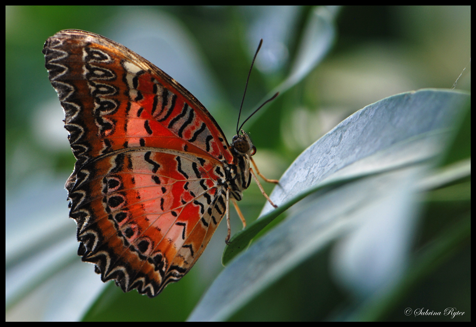 Cethosia biblis